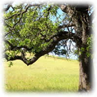 Oak Tree